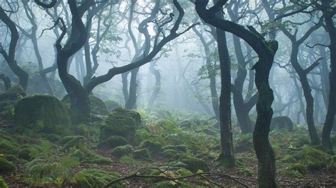 Wallpaper Forest Trees Morning Fog 2560x1440 Qhd Picture Image