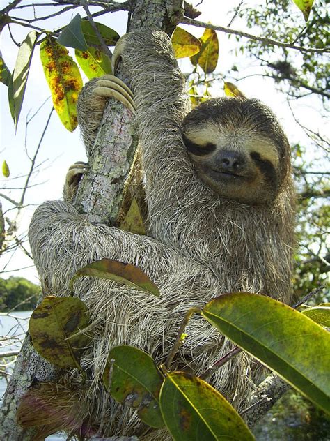 Brown Throated Three Toed Sloth Bradypus Variegatus Wiki Display Full Image
