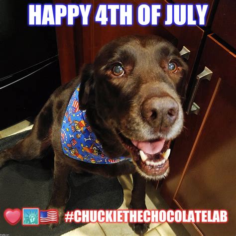 Happy 4th of July Chuckie the Chocolate Lab | 4th of july meme, Happy 4 of july, Fourth of july meme