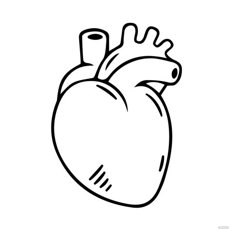 Free Human Heart Clipart Black And White Eps Illustrator  Png