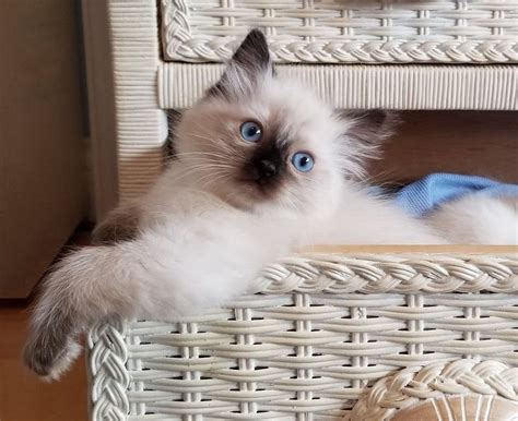 Pin On Ragdoll Kittens In Purrfect Kittens Cattery