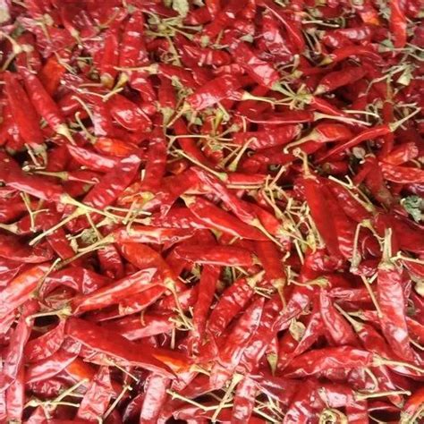 Indian Dry Red Chilli At Rs 160kg Old Perungalathur Chennai Id