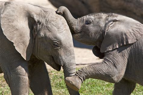 Secret Elephant Language Discovered The San Diego Union Tribune