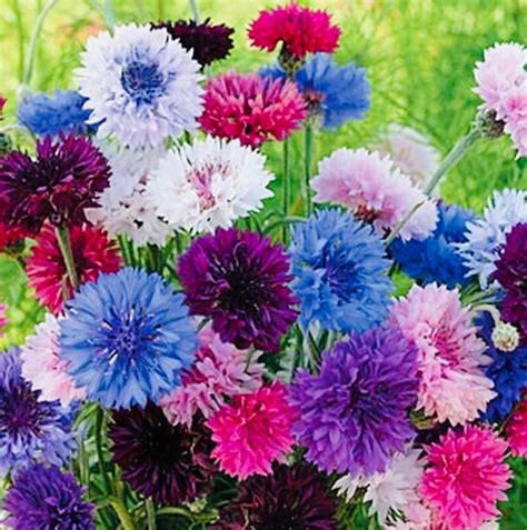 Cornflower Bachelors Button Mix Seeds 200 Seeds Etsy