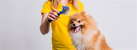How To Help With Dry Skin On A Dog