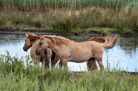 Horses Ponies Grass Free Photo On Pixabay Pixabay