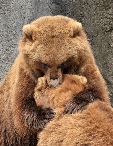 17 Of The Warmest Sweetest Bear Hugs Bear Bear Hug Brown Bear