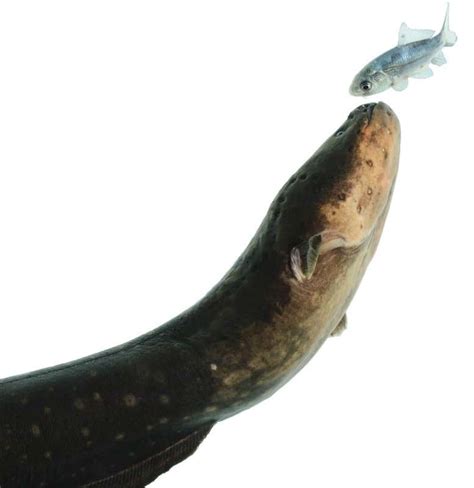 Eels Use Electricity To Remote Control Prey Movements New Scientist