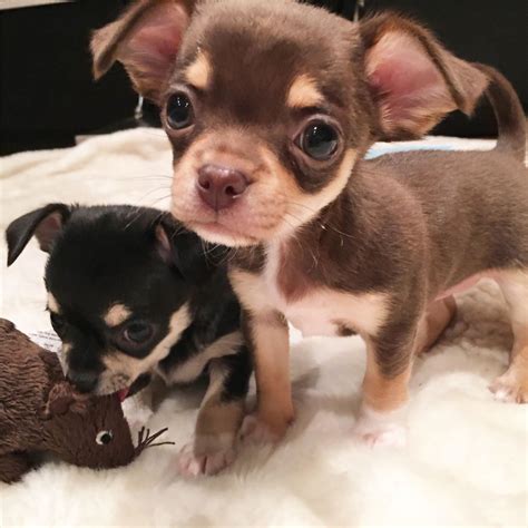 It is also important to pay close attention to this breeds eyes & teeth to avoid certain health issues. Two superb teacup Chihuahua puppies for sale | Derby ...