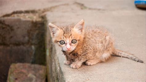 Rescatados 25 Gatos Con Desnutrición Severa En Un Piso De Madrid