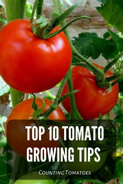 Top 10 Tomato Growing Tips Growing Tomatoes Vegetable Garden For