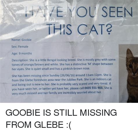 You Seen E This Cat Name Goobie Sex Female Age 9 Months Description