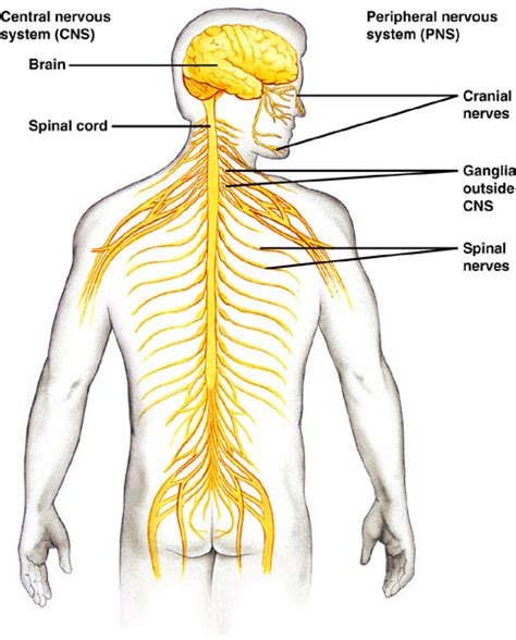Schematic diagram showing the central nervous system in yellow, peripheral in orange. OutlineIntroNotes.html