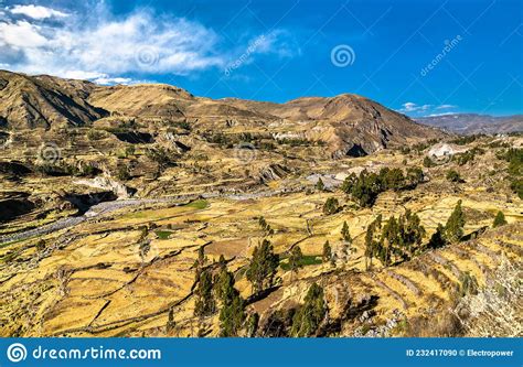 Terraced Field Within The Colca Canyon In Peru Stock Photo Image Of