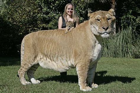 Hercules Liger Tigon Rare Animals Wild Cats Big Cats
