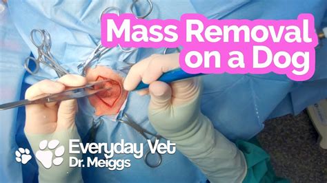 Dog Skin Mass Removal A First Person Point Of View Of The Surgical