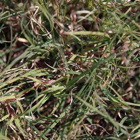 Buffalo Grass Seed Bouteloua Dactyloides Albert Lea Seed