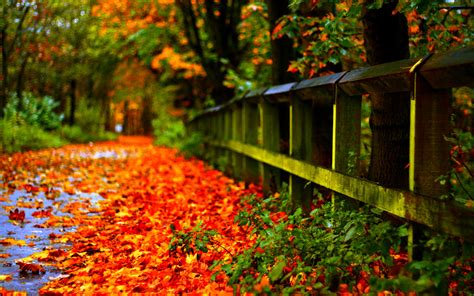Hd Autumn Leaves Wallpaper 2 Cool Wallpapers Hd