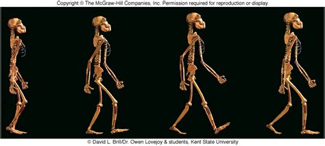 Bipedalism Evolution