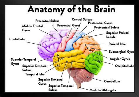 Human Brain Anatomy Regions Labeled Educational Chart Art Print Stand