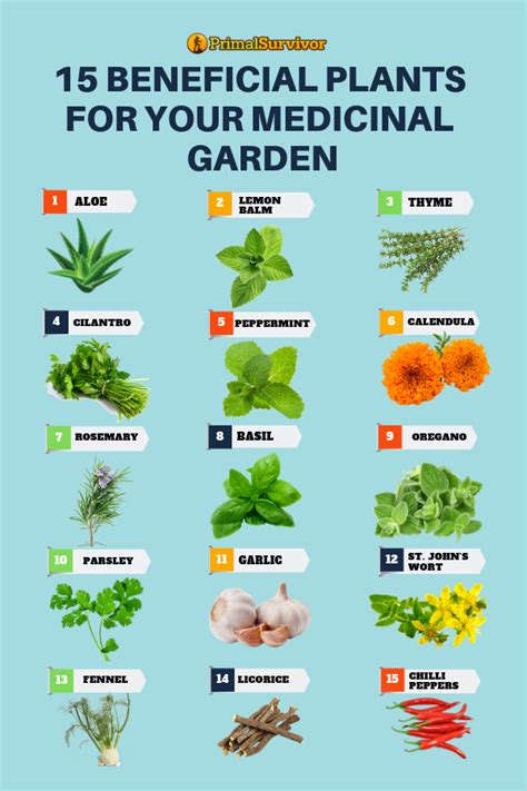 54 Square Foot Medicinal Garden Plan In 2020 Medicinal Herbs Garden
