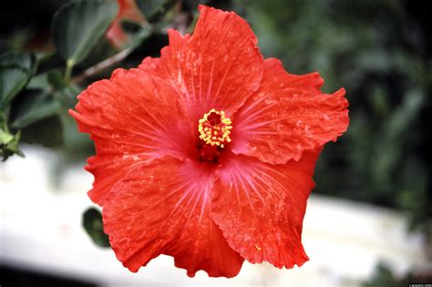Hibiscus Flower In Colombia Geographic Media