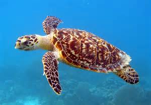 Green Sea Turtles Focusing On The Conservation Of