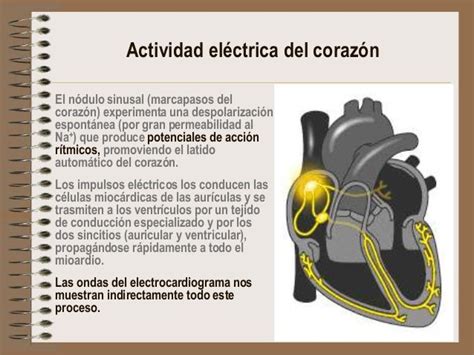 FenÓmenos ElÉctricos Del Corazon