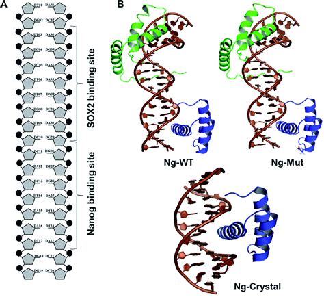 On the basis of size, shape, hydrophobicity, afﬁnity to molecules or charge. Structural mechanism of DNA-mediated Nanog-Sox2 ...