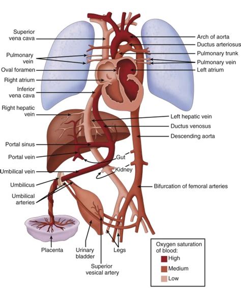 The Fetal Circulation Radiology Key