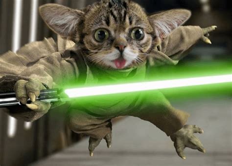 Cool Jedi Cat Raww