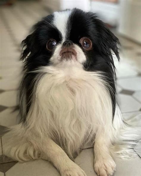 15 Cool Facts About Japanese Chin Page 3 Of 5 The Dogman