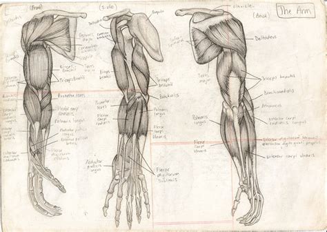 Human Anatomy Drawing At Getdrawings Free Download