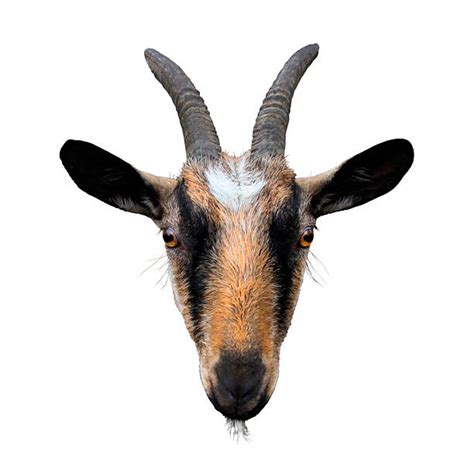 Goat Head Pictures Images And Stock Photos Istock