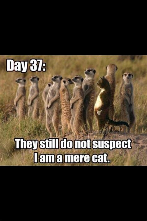 A Group Of Meerkats Standing On Their Hind Legs With The Caption Saying