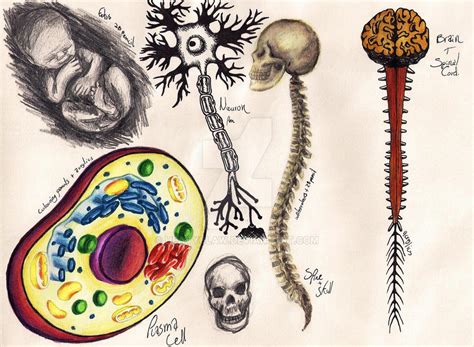 Nhm Sketches Human Biology 2 By Heavyclaw On Deviantart