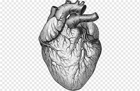 Heart Sketch Heart Anatomy And Physiology Ii Organ Drawing Human Heart