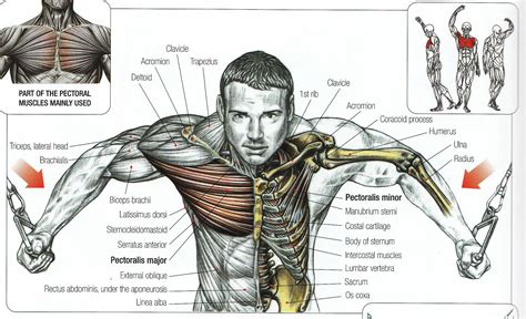 Deviant study male muscle anatomy idistracted. Chest Muscles Anatomy Chest Muscles Anatomy | Humananatomybody | Gym chest workout, Cable ...