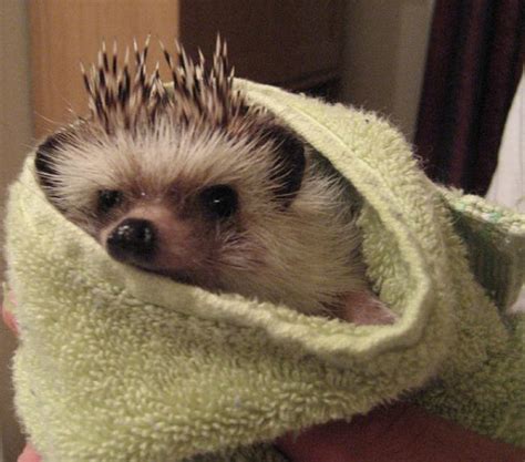 In the initial days, the quills are white. Hedgehogs Taking Bath (30 pics)