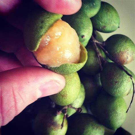 Canepa Fruit Taste Like Tropical Lychee Fruit Flickr