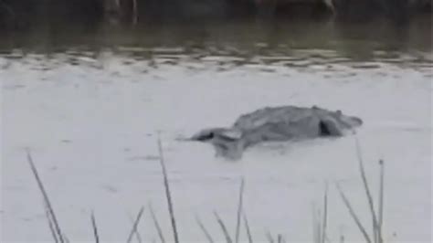 giant alligator caught on camera in louisiana kval