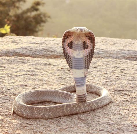 Fileindian Cobra Crop Wikimedia Commons