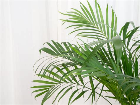 Here are the top five best indoor palm trees to decorate and detoxify your living space. 8 Types of Palm Plants to Grow Indoors