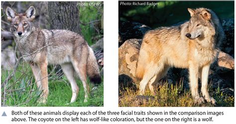 Wolf Identification Western Wildlife Outreach
