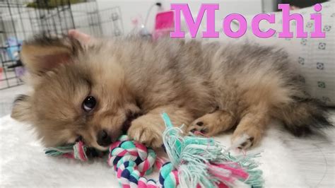 Baby Pomeranian Wolf Sable Color 10 Week Old Youtube