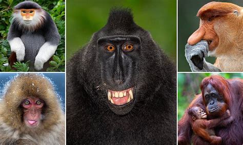 Monkeying Around For The Camera Primates Strike A Pose For Hilarious