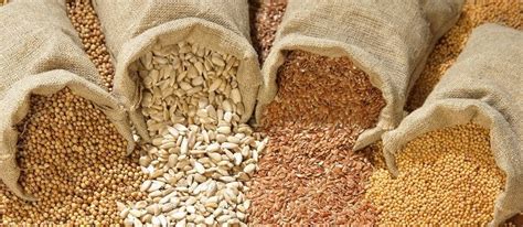 Its precursor, the nordic gene bank, began storing seeds in 1984. Advantage Of Storing Seeds In Seed Banks - Seed banks store seeds at low temperatures and low ...