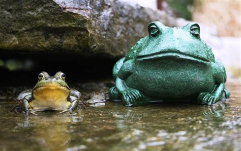 Frogs By Susan Enders Canadian Wildlife Wildlife Frog And Toad