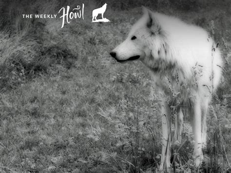 Wolfdog Rescue Brings A Misunderstood Breed Out Of The Shadows