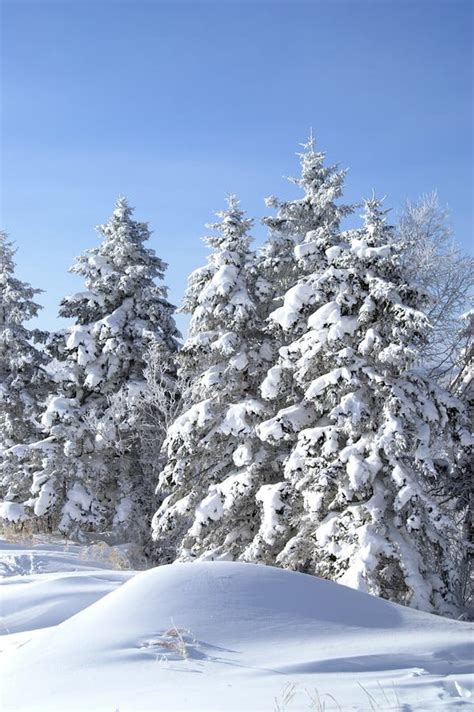 The Snow Covered Pine Tree Stock Photo Image Of Blue 11748068